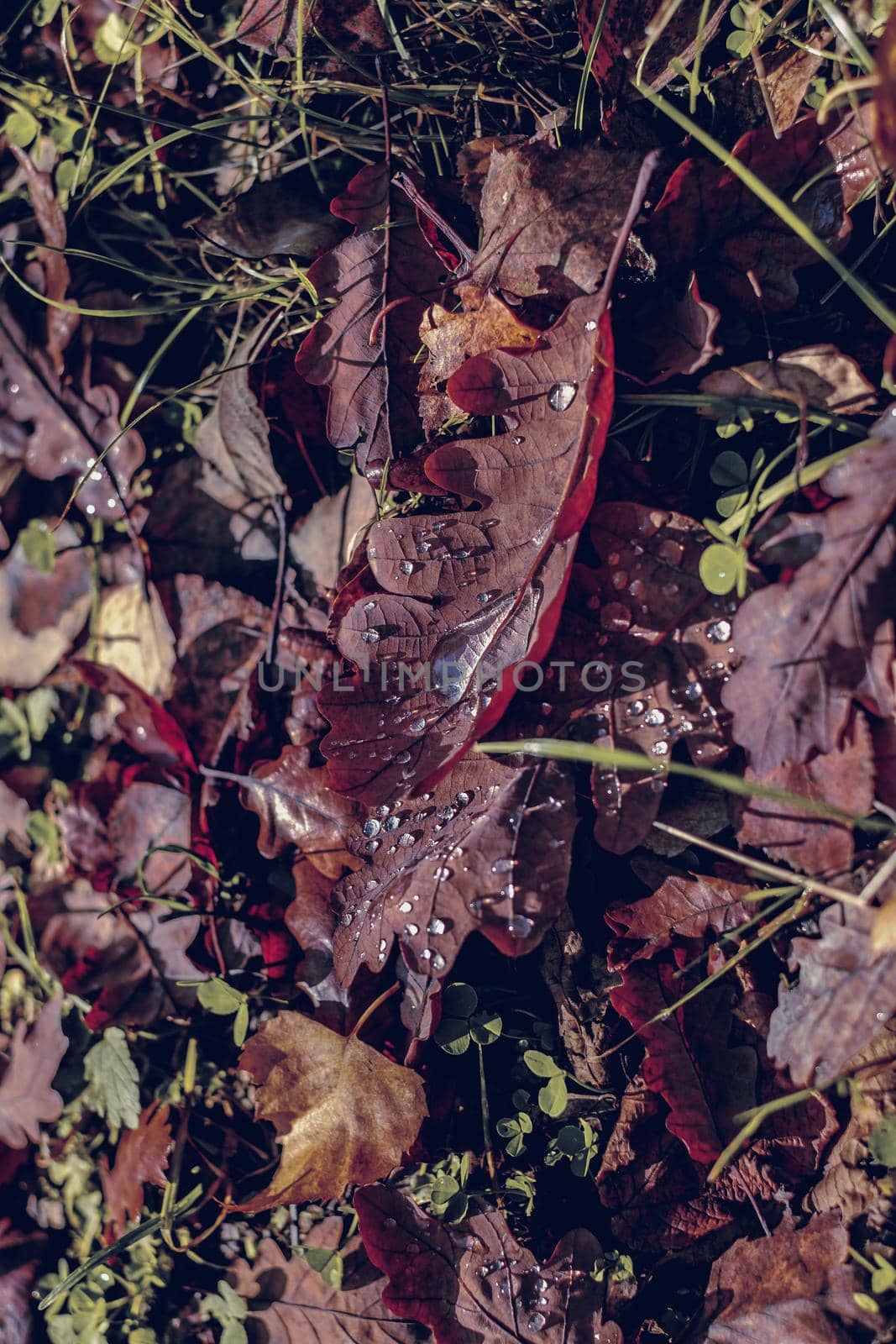 autumn leaves in the forest