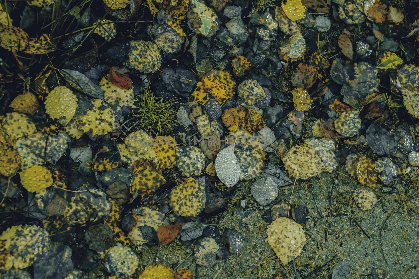 autumn leaves in the forest