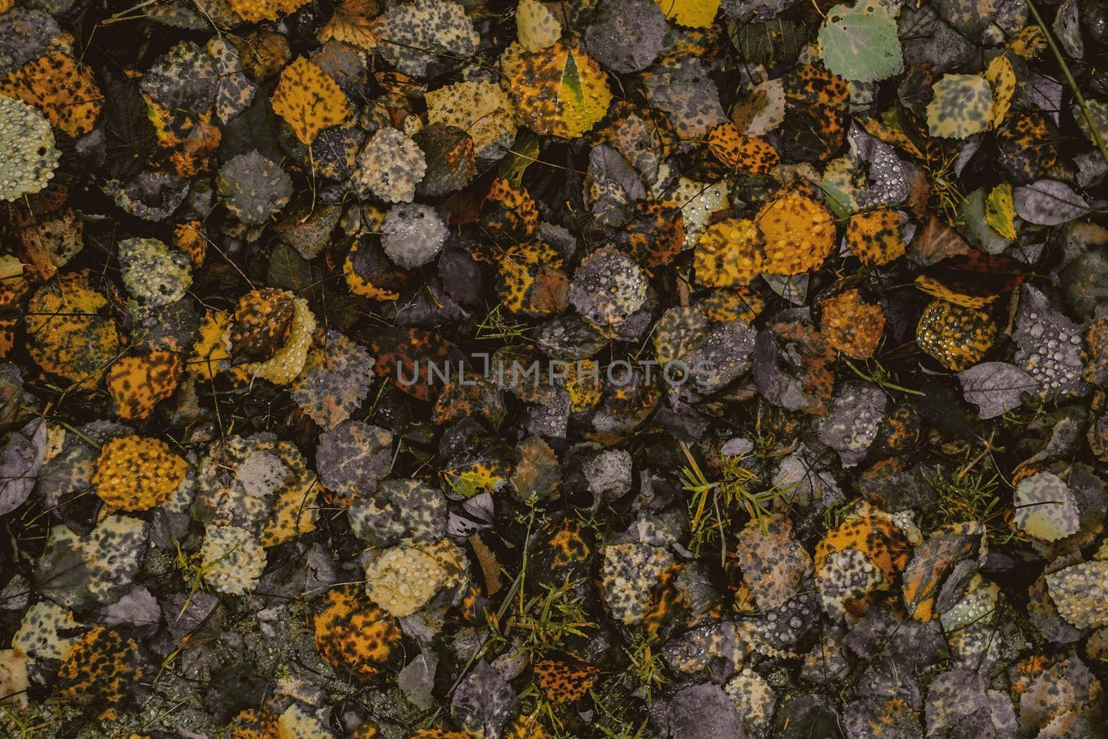 autumn leaves in the forest