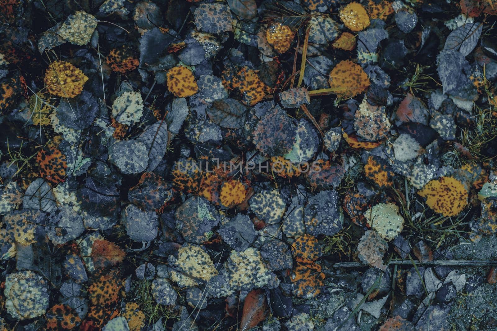 autumn leaves in the forest