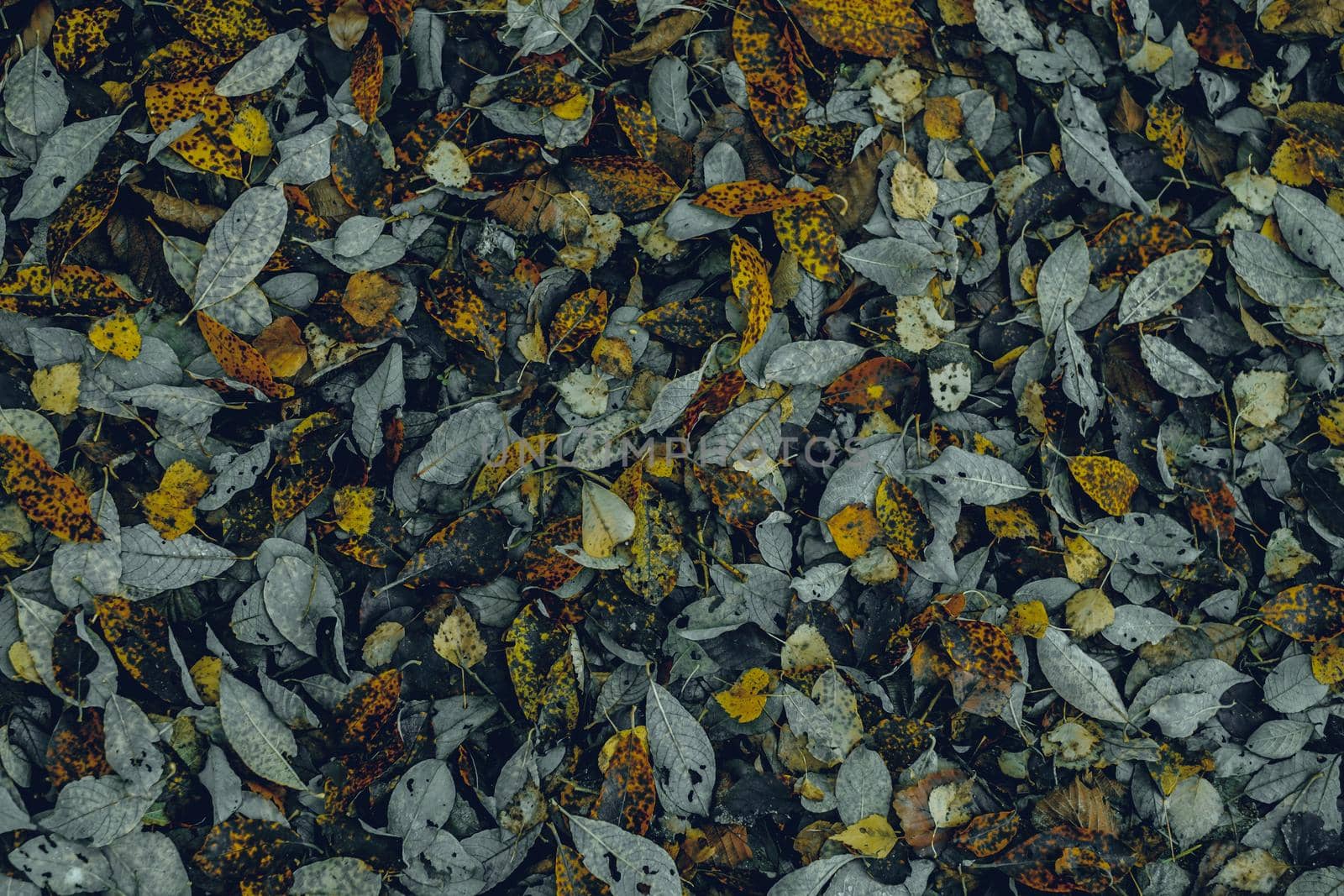 autumn leaves in the forest