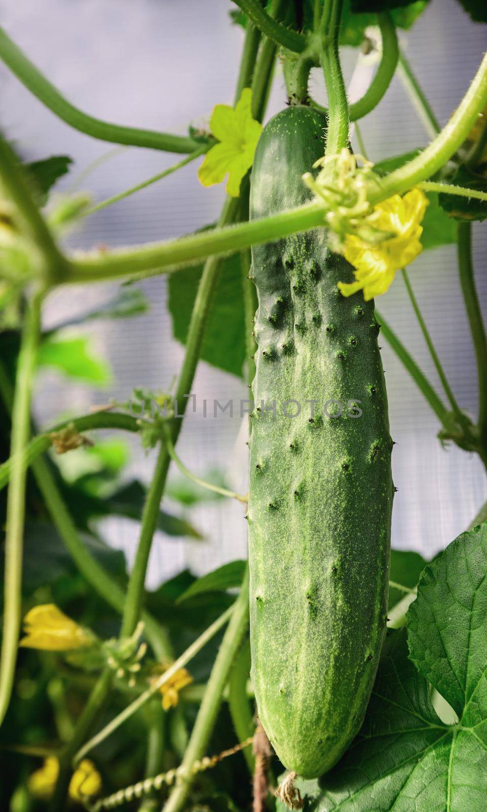 In the greenhouse grows a young cucumber. by georgina198