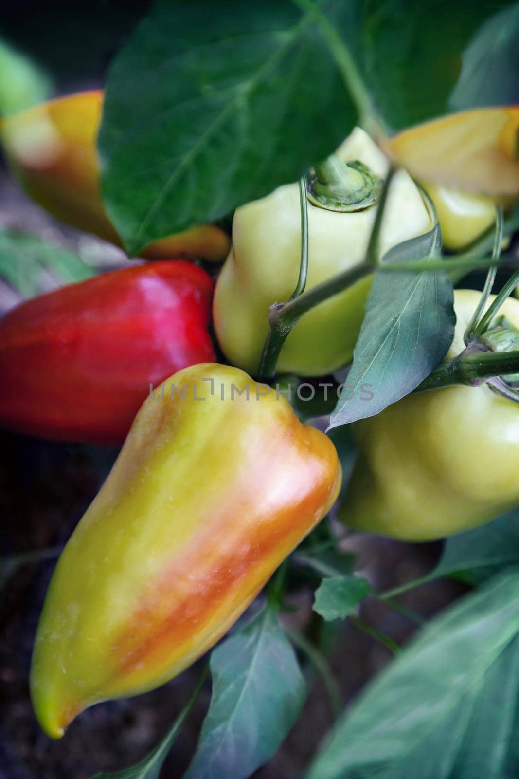 Large fruits ripen peppers in the garden. by georgina198