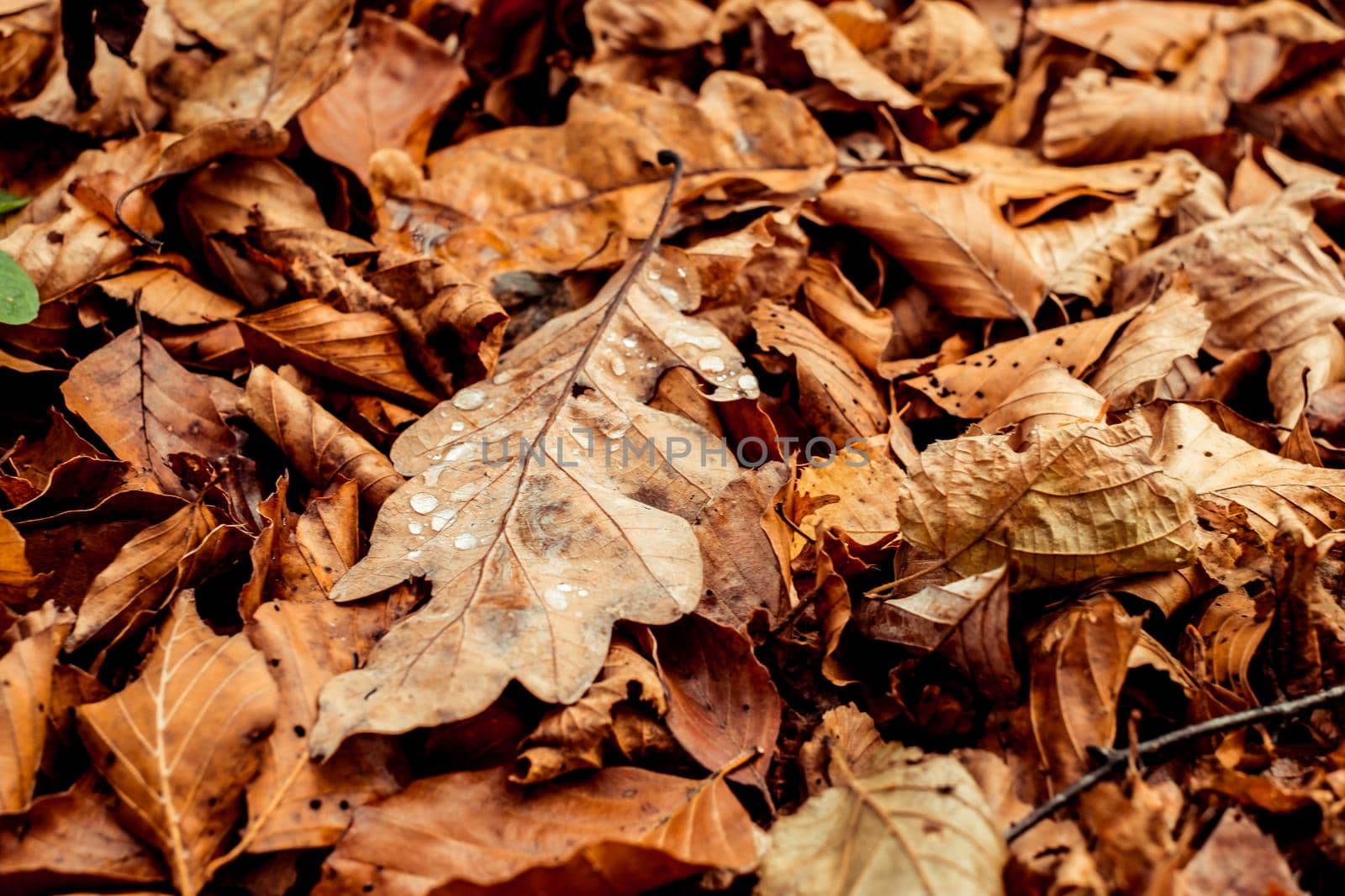 dried leaves walking in the forest