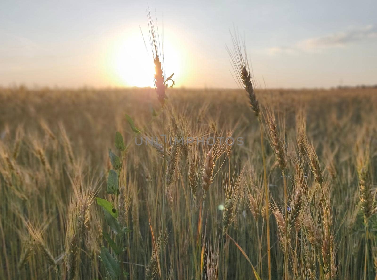 Wheat is growing in the field, young crop. Organic nature food