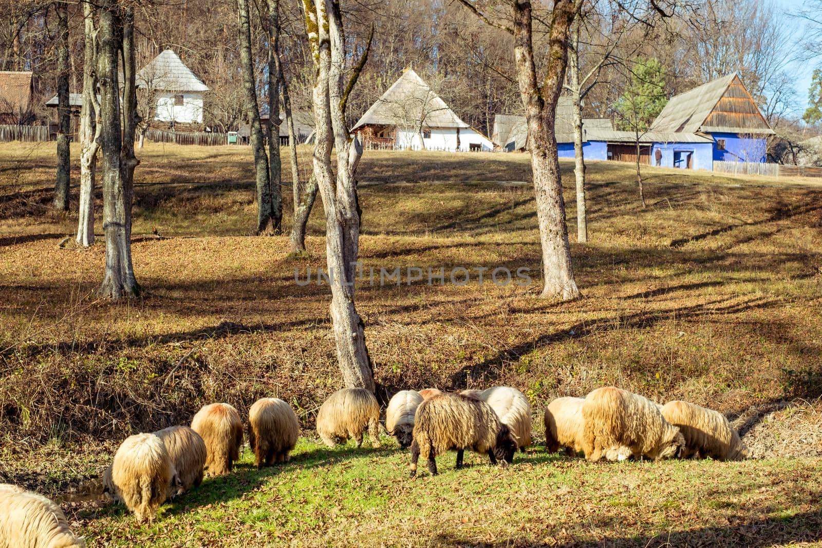 Sheep grazing near the village by Roberto