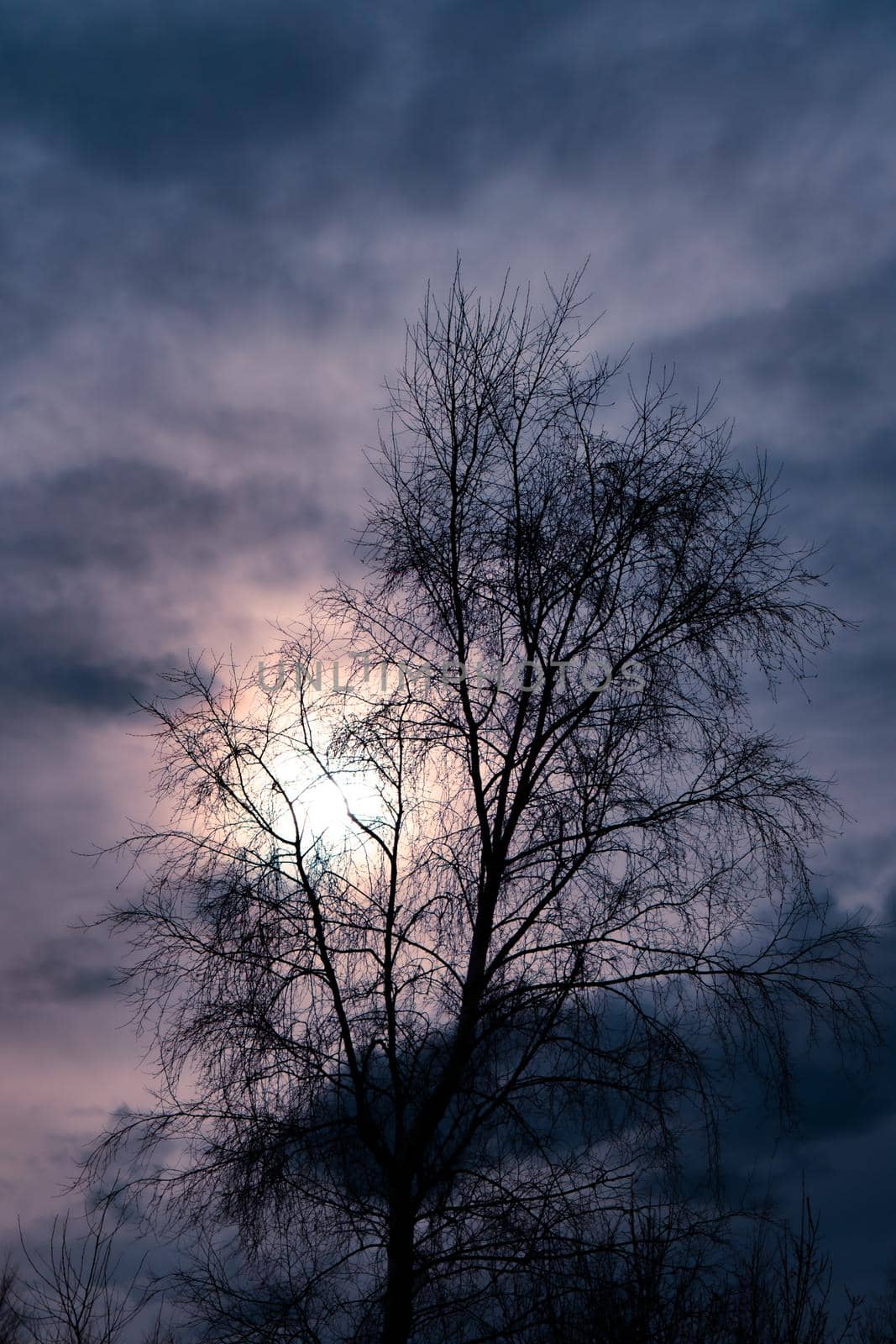 silhouette of a tree with the sun in the background with dark clouds