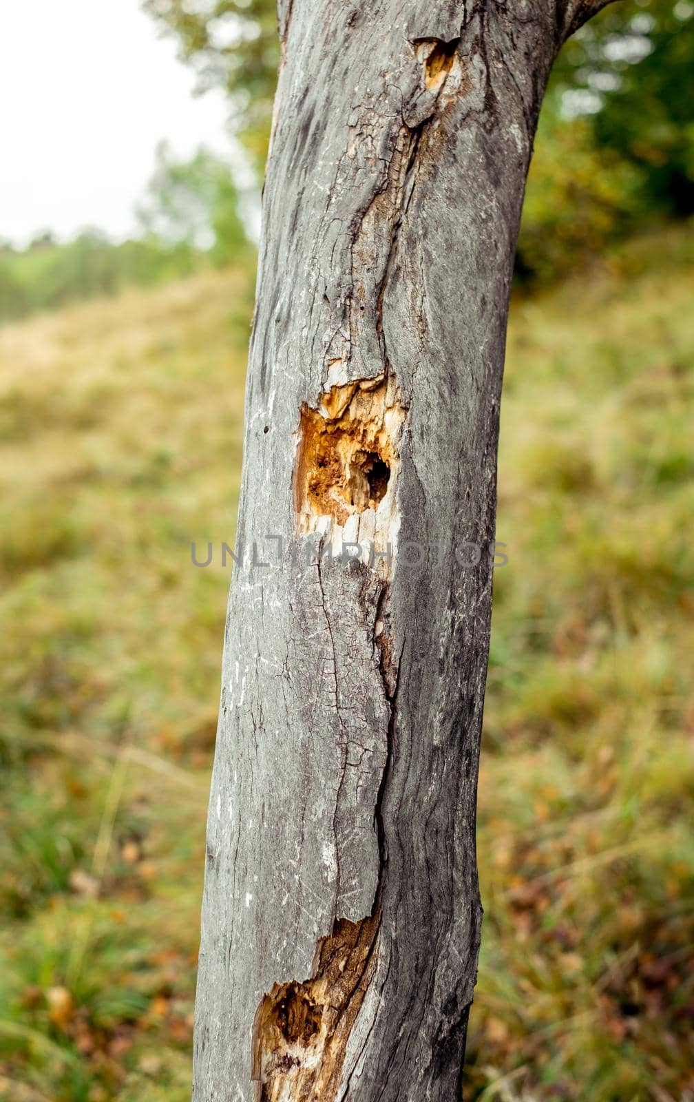 tree eaten by woodpeckers