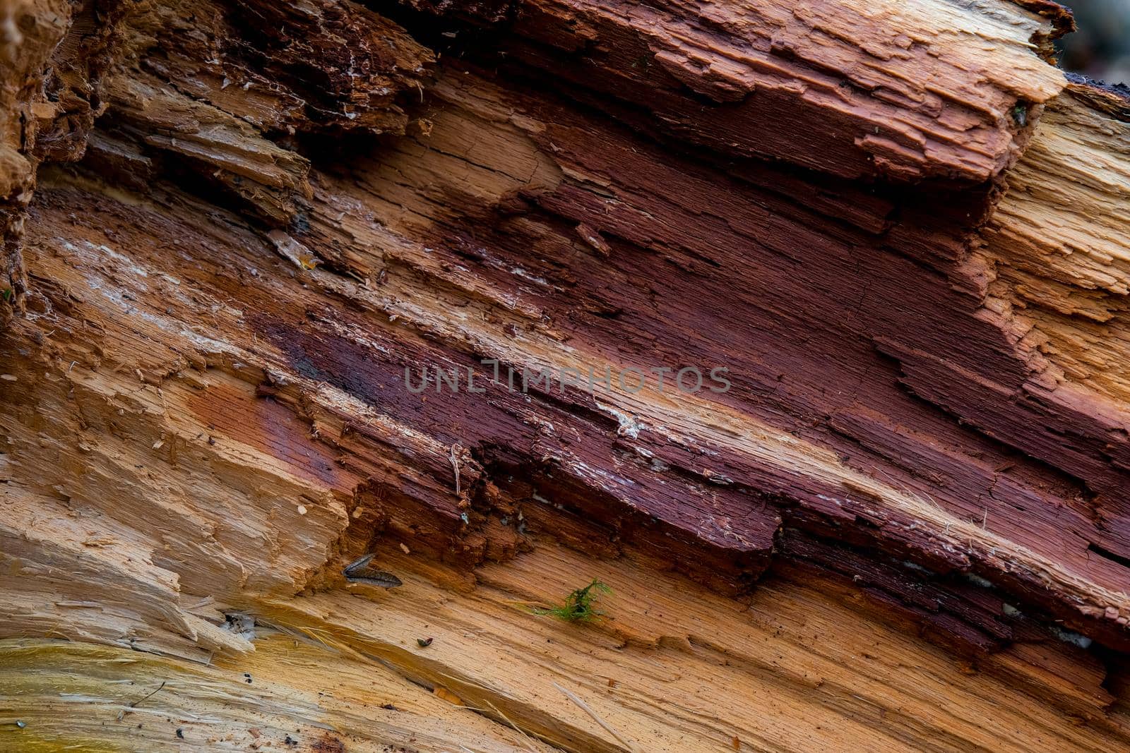 tree trunk torn texture in forest