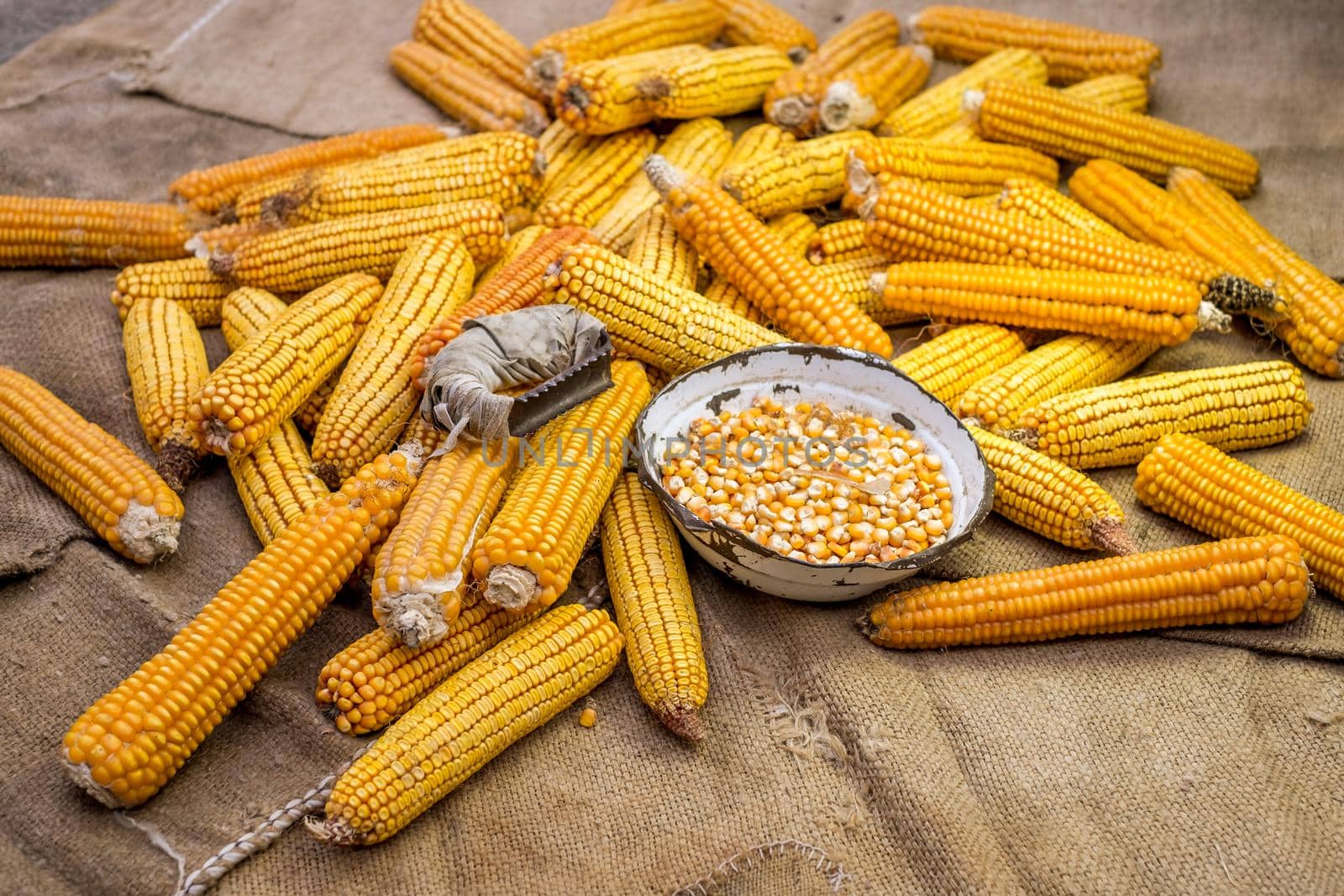 view of dried corn with bowl of corn kernels and manual hand tool to clean maize on jute sack