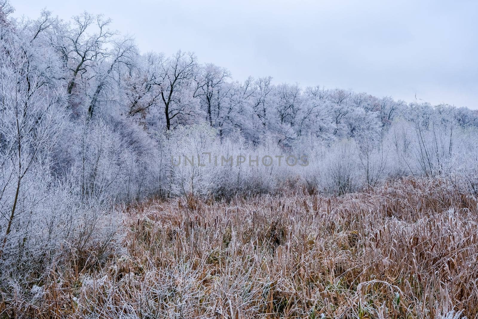 view of the frozen forest