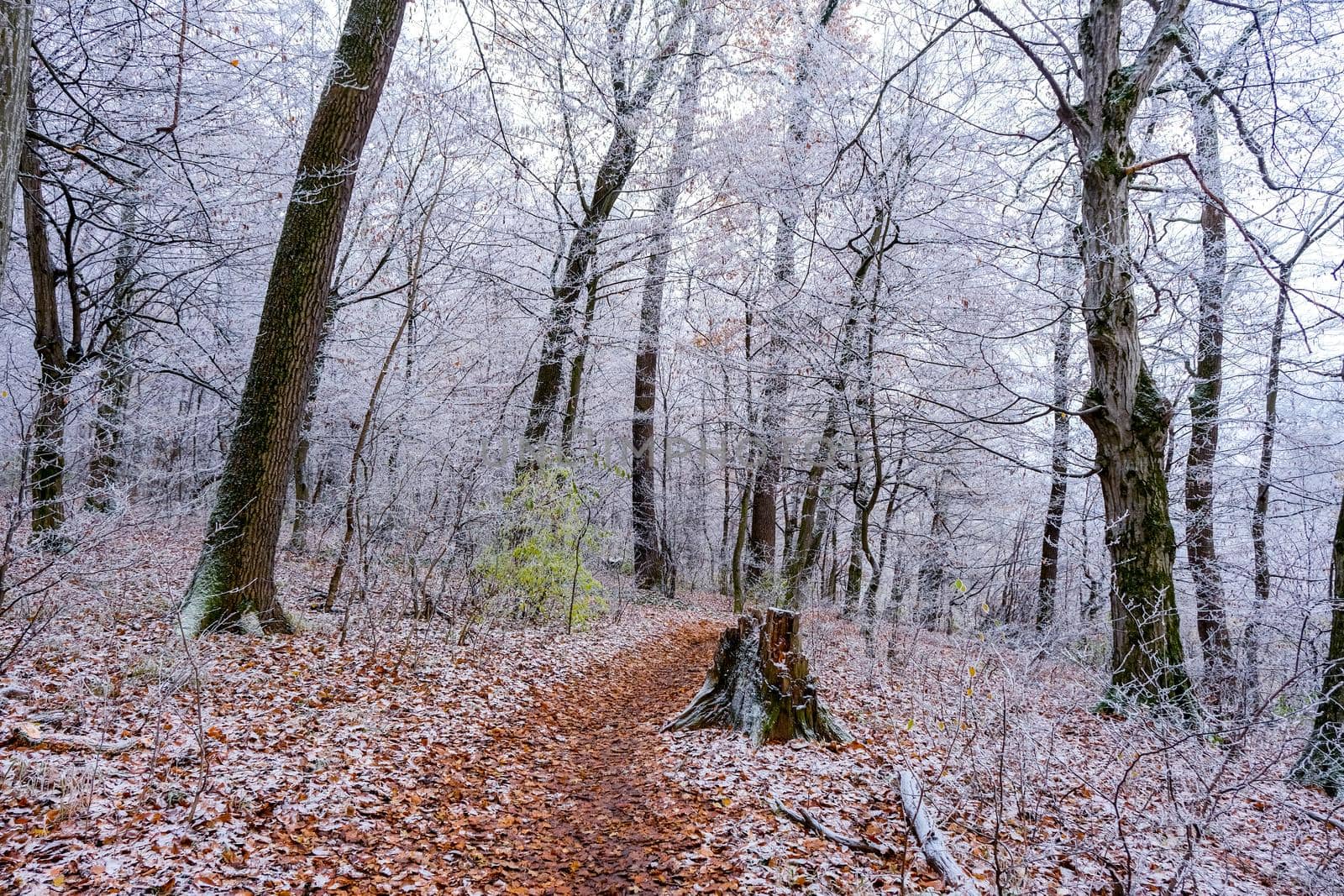 view of the frozen forest