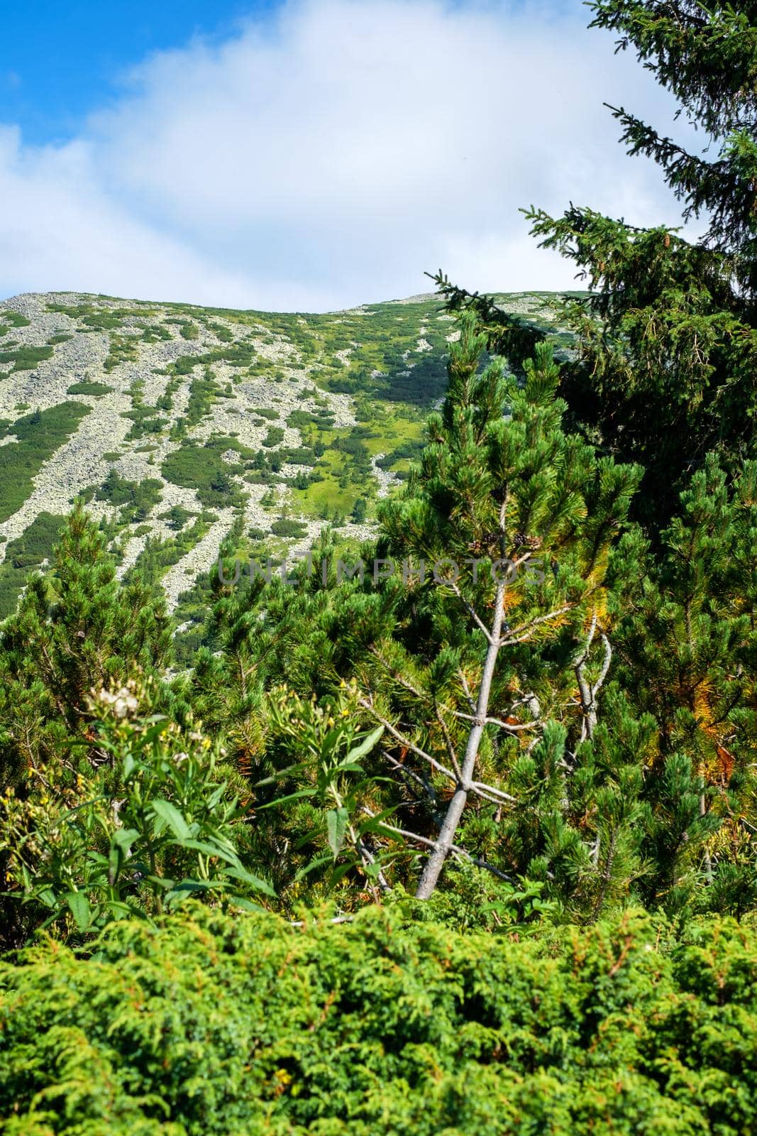 view over the wild Retezat National Park, Romania