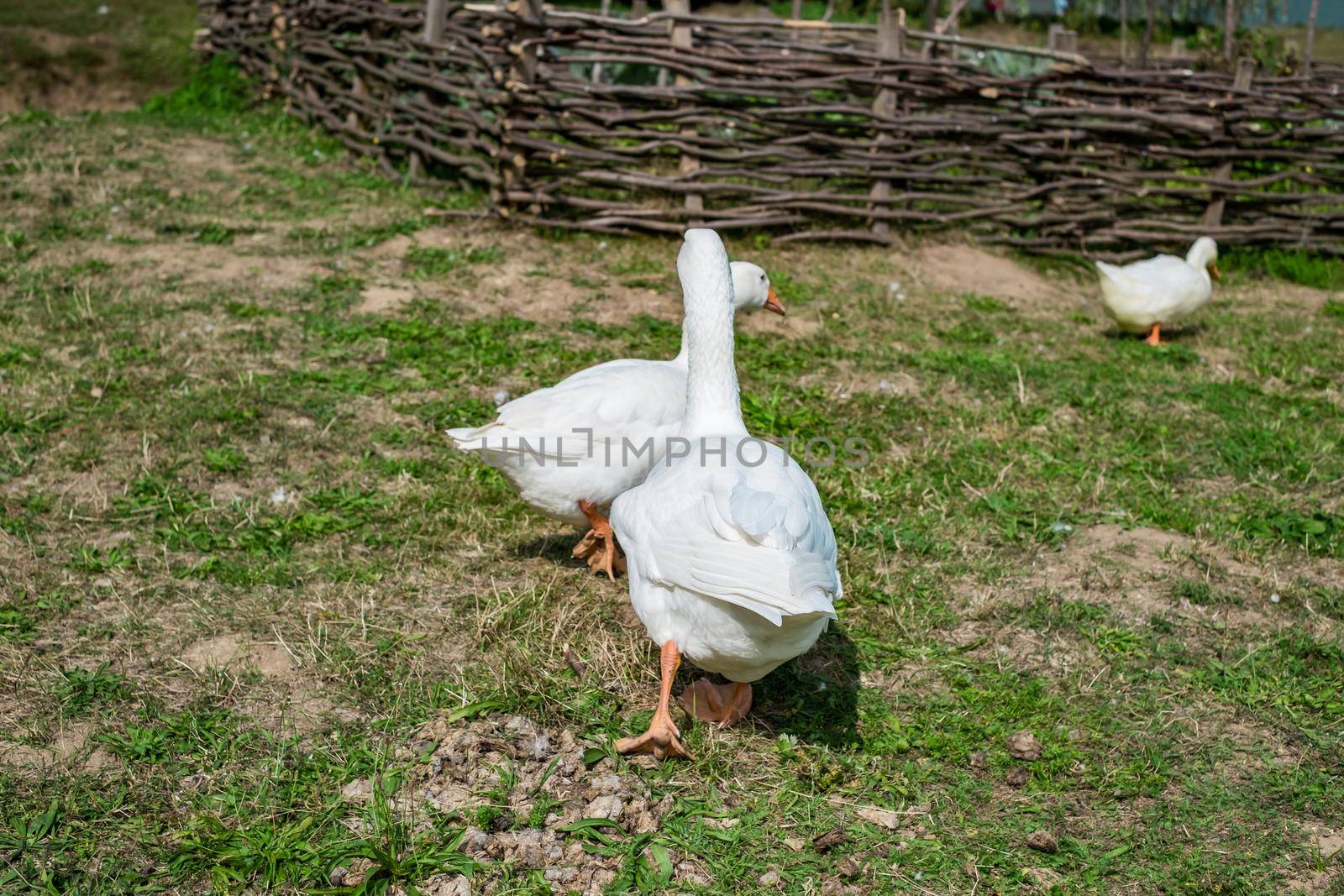 white geese in the grass