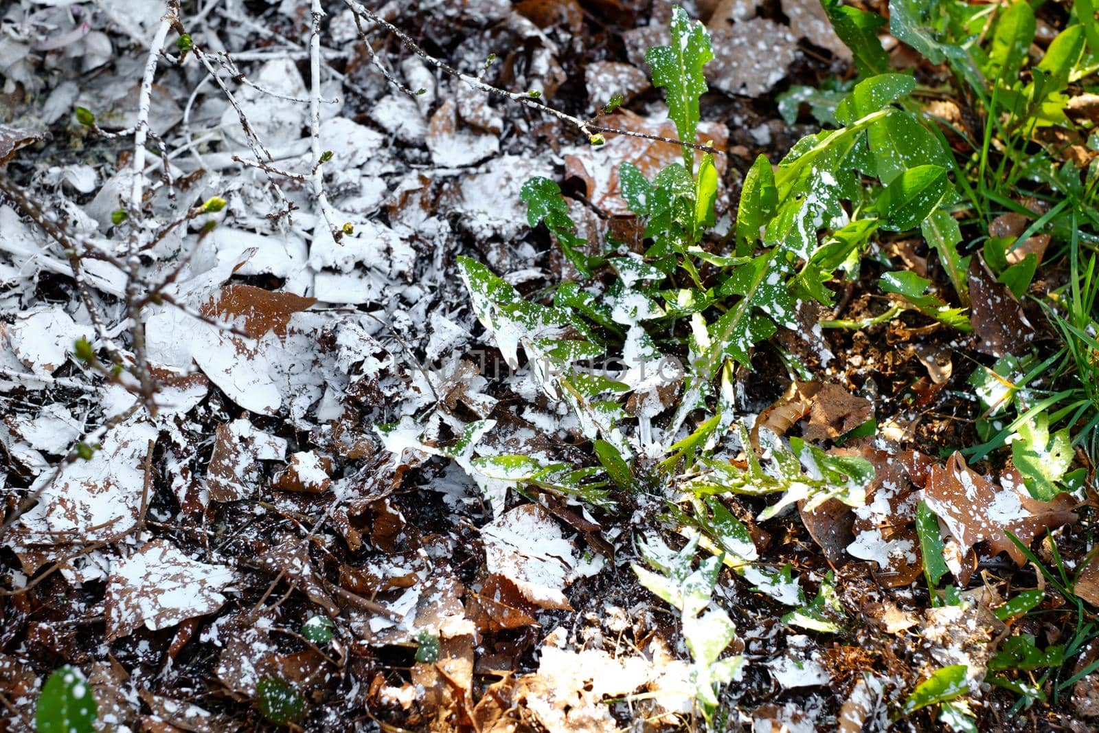 white paint thrown on the grass