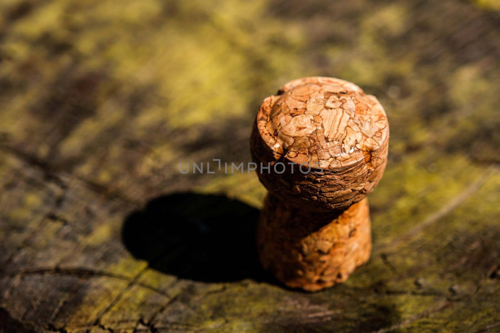wine cork on a tree with lichens