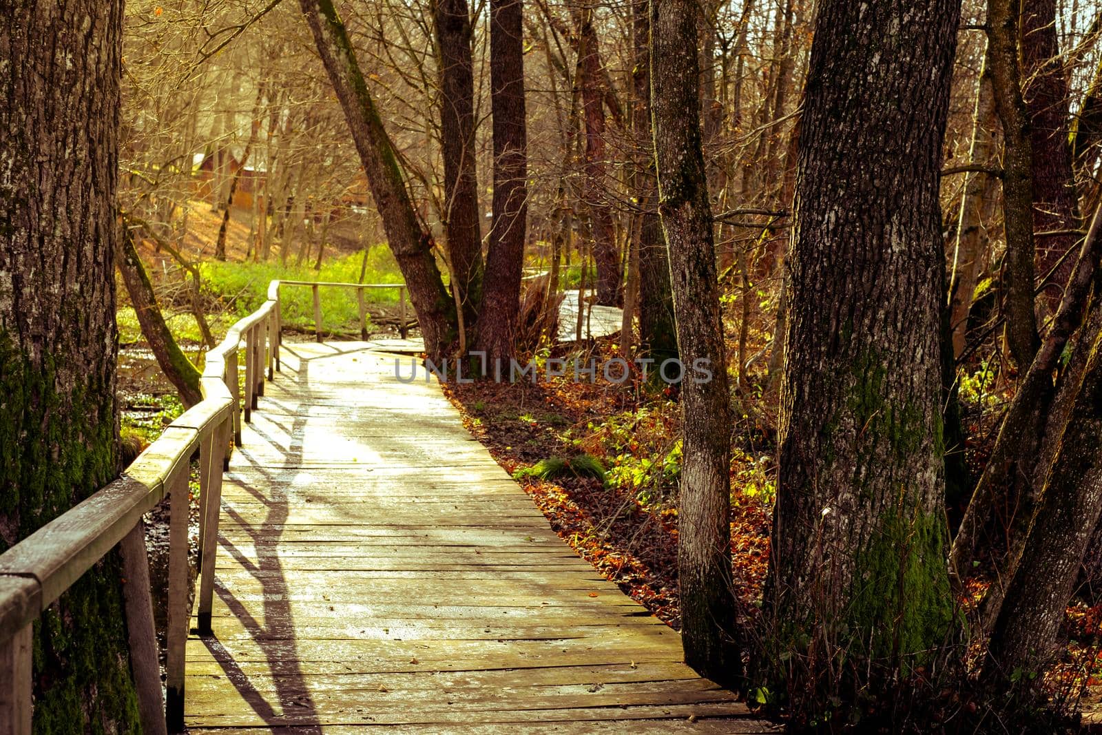 wooded path through the forest
