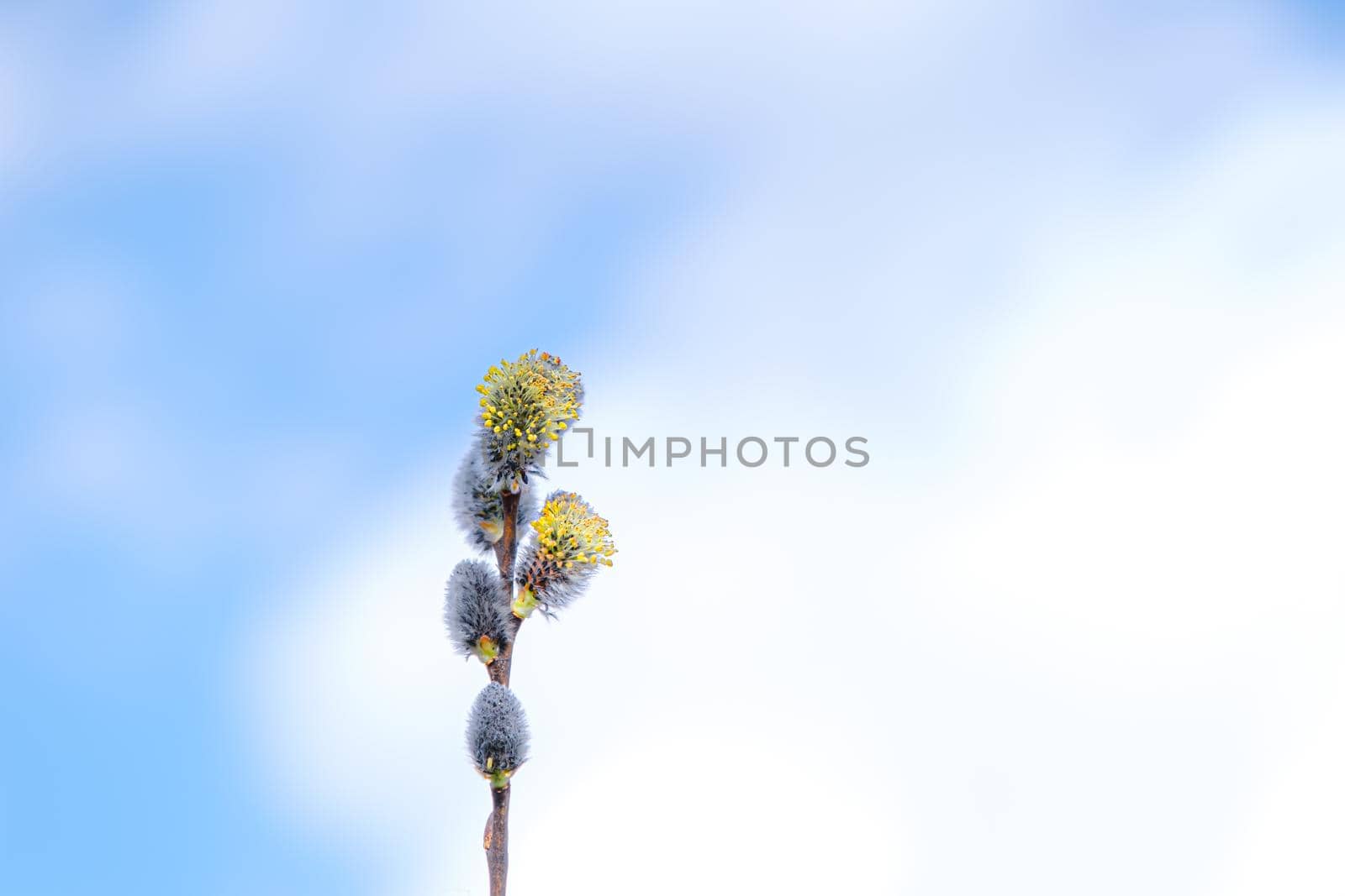 Yellow willow flowers on the branch in spring forest