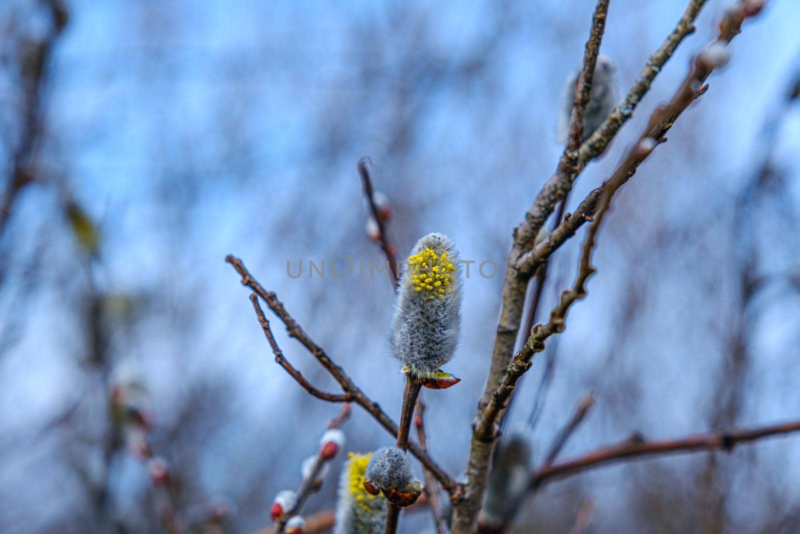 Yellow willow flowers on the branch in spring forest