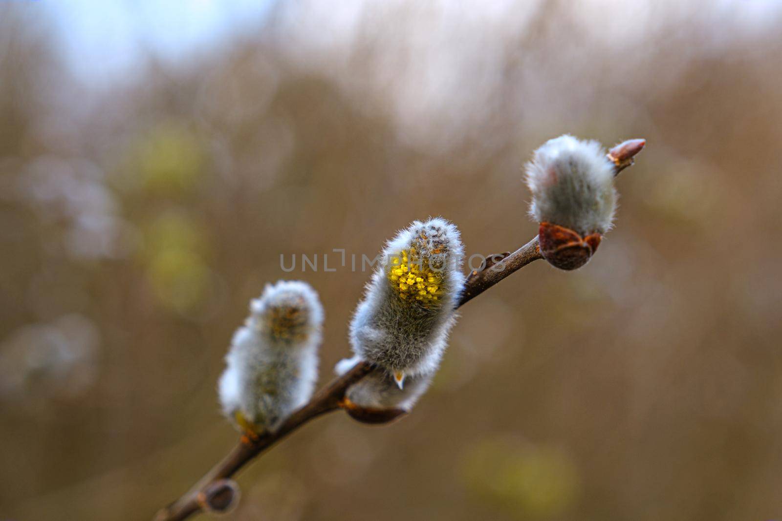 Yellow willow flowers on the branch in spring forest