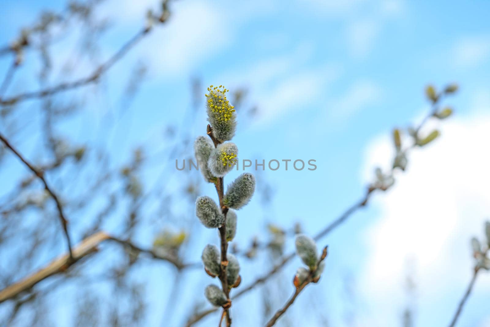 Yellow willow flowers on the branch in spring forest