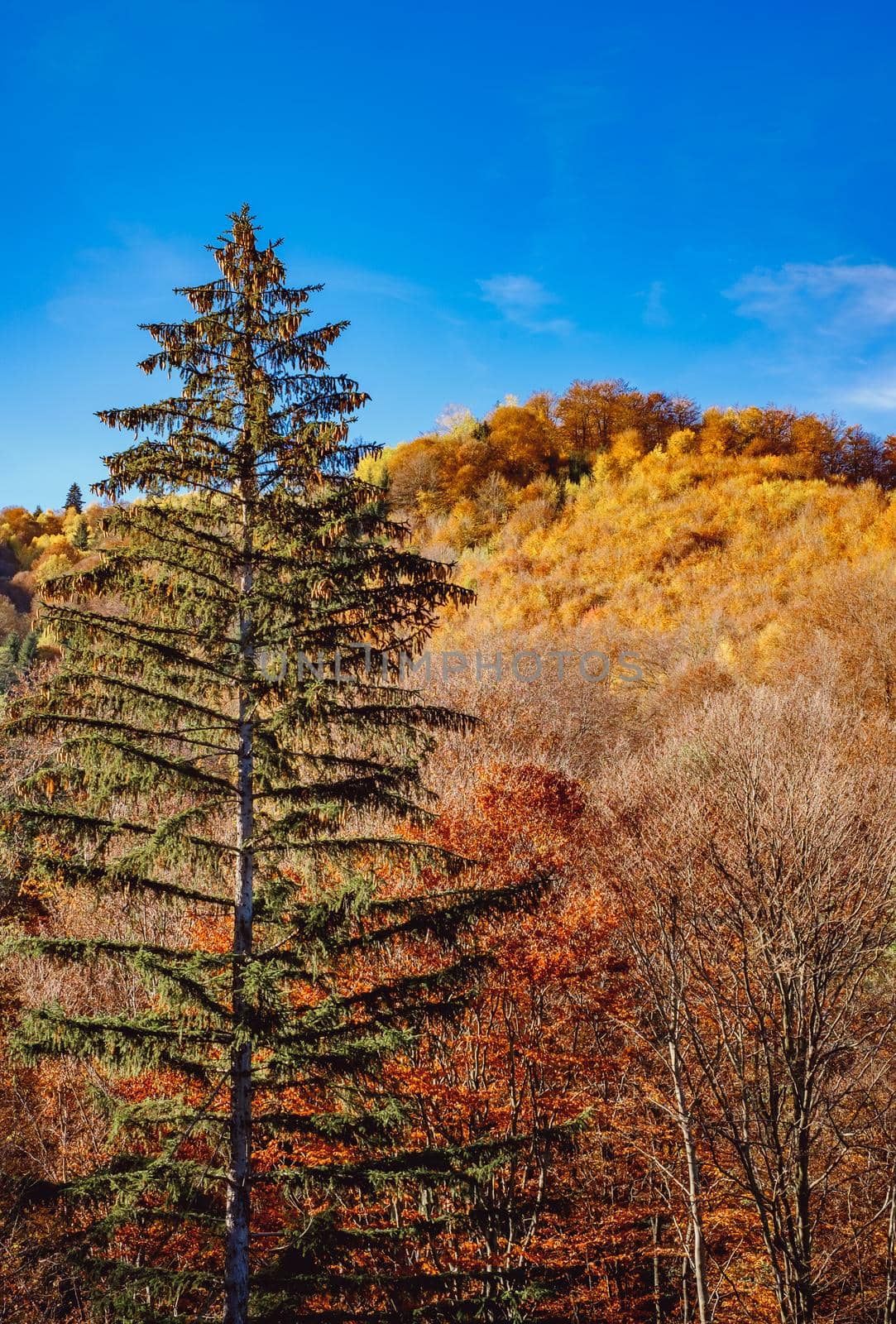 beautiful autumn landscapes in the Romanian mountains, Fantanele village area, Sibiu county, Cindrel mountains, Romania