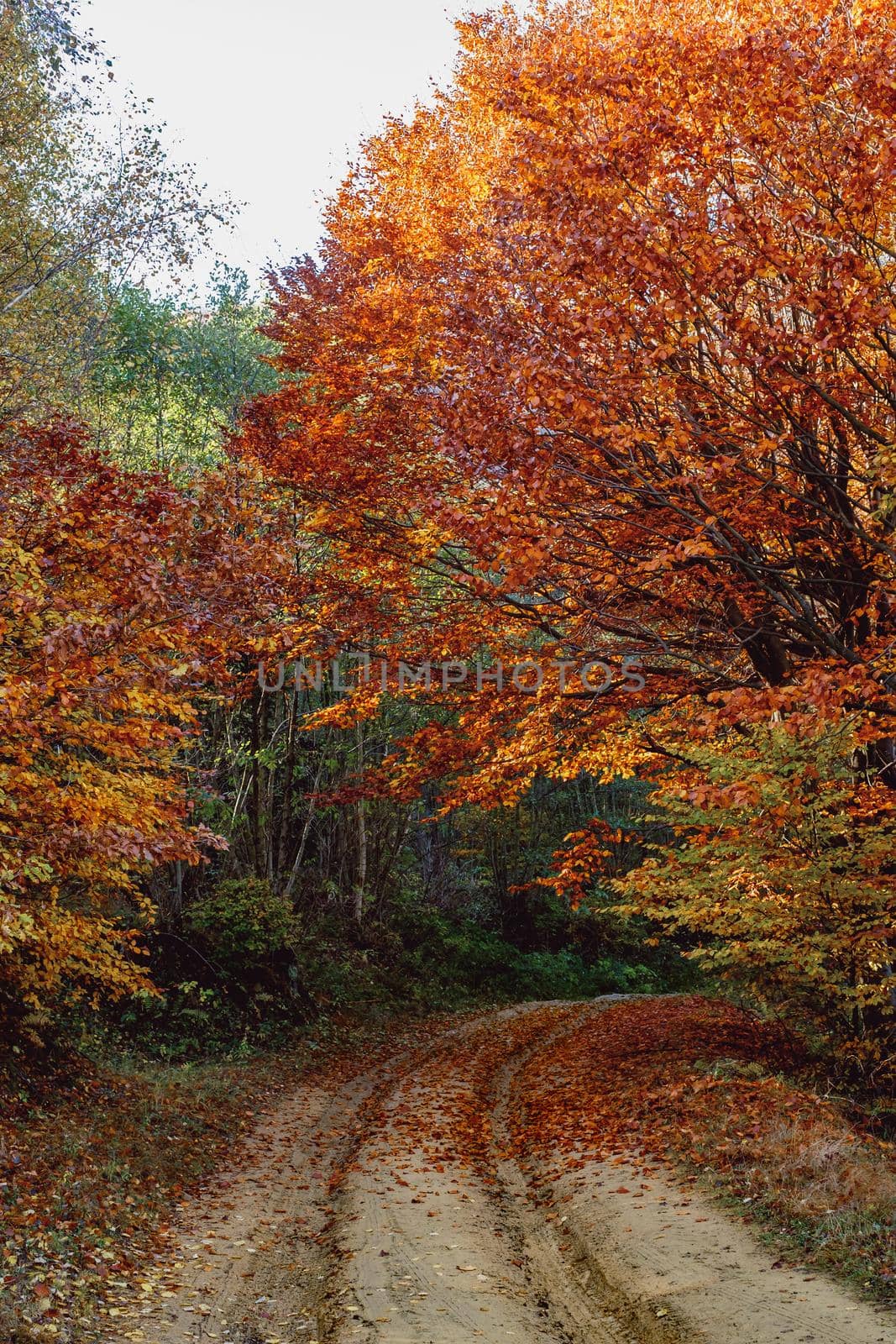 beautiful autumn landscapes in the Romanian mountains, Fantanele village area, Sibiu county, Cindrel mountains, Romania