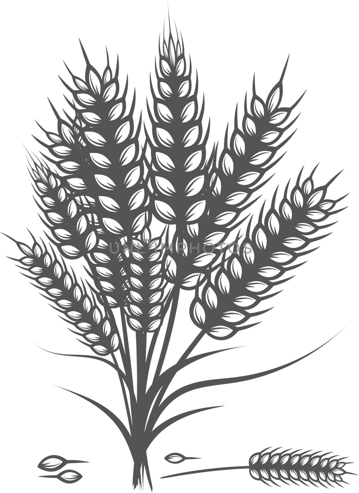 Wheat bread ears cereal crop sketch hand drawn vector illustration. Black ear isolated on white background. by biruzza