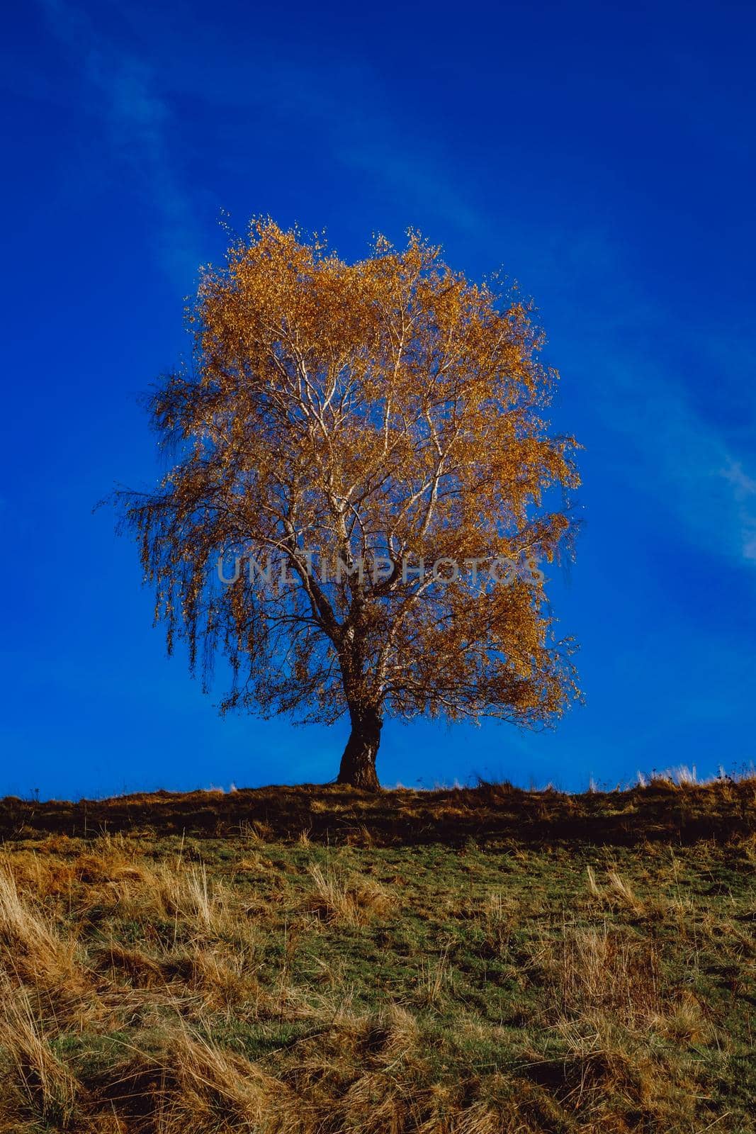 beautiful autumn landscapes in the Romanian mountains, Fantanele village area, Sibiu county, Cindrel mountains, Romania