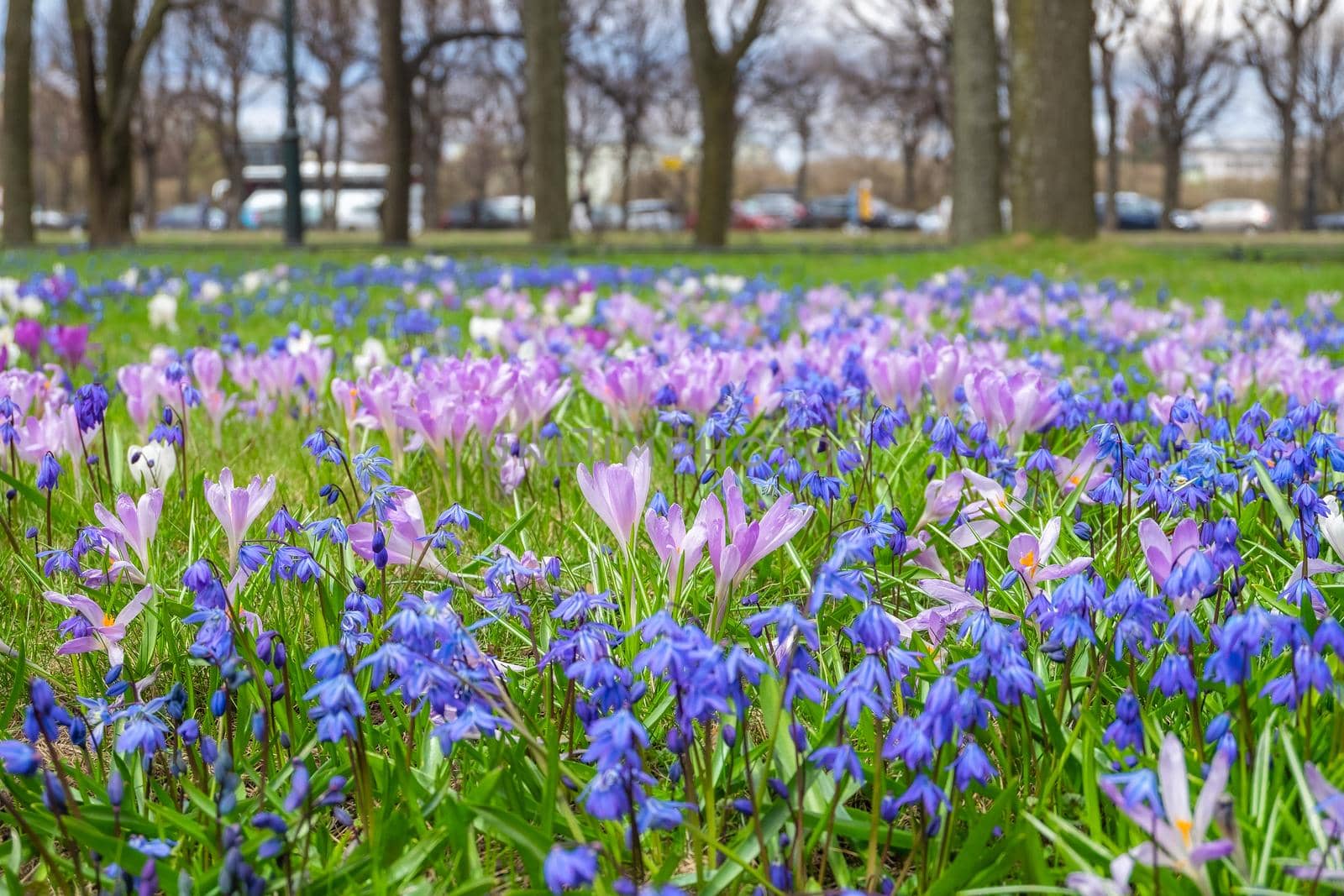 Close-up of the first spring flowers scilla and crocuses in the spring park. Selective focus.