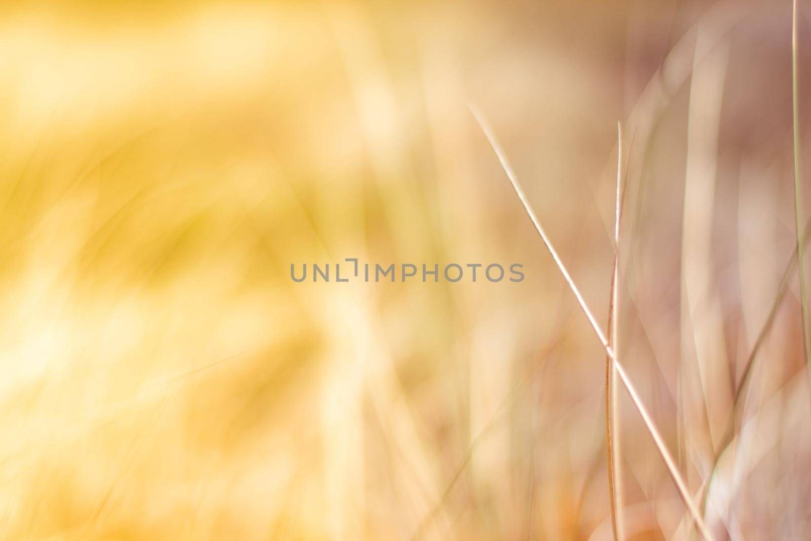 Sunshine over the summer field - beauty in nature, balanced lifestyle, environmental concept. Enjoying the sense of freedom