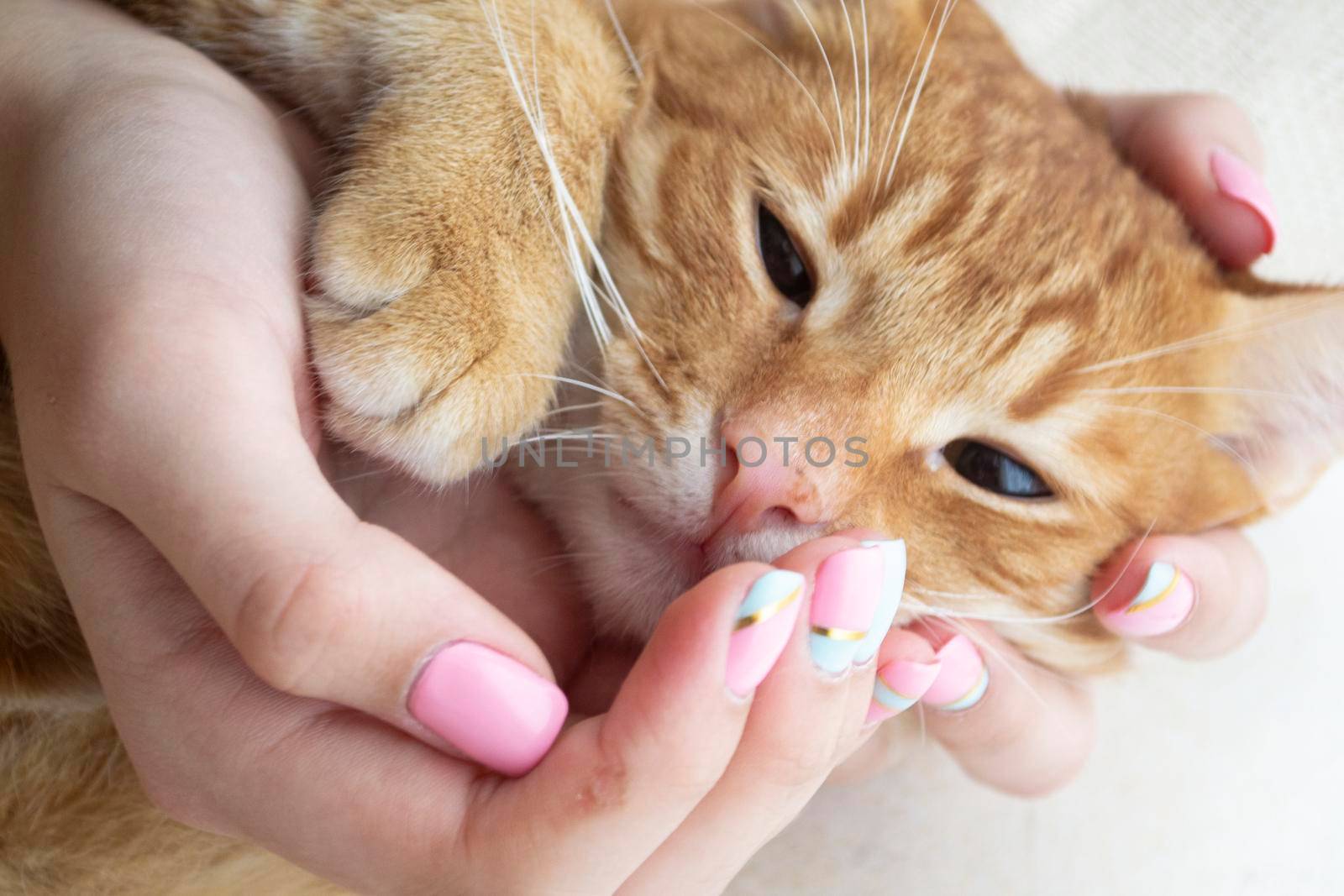Portrait of kitty cat in hands, funny red kitten by annaolgabymonaco