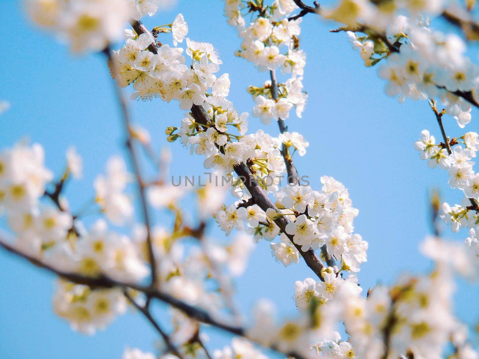 Beautiful floral spring abstract background of nature. Branches of blossoming apricot macro with soft focus on gentle light blue sky background.