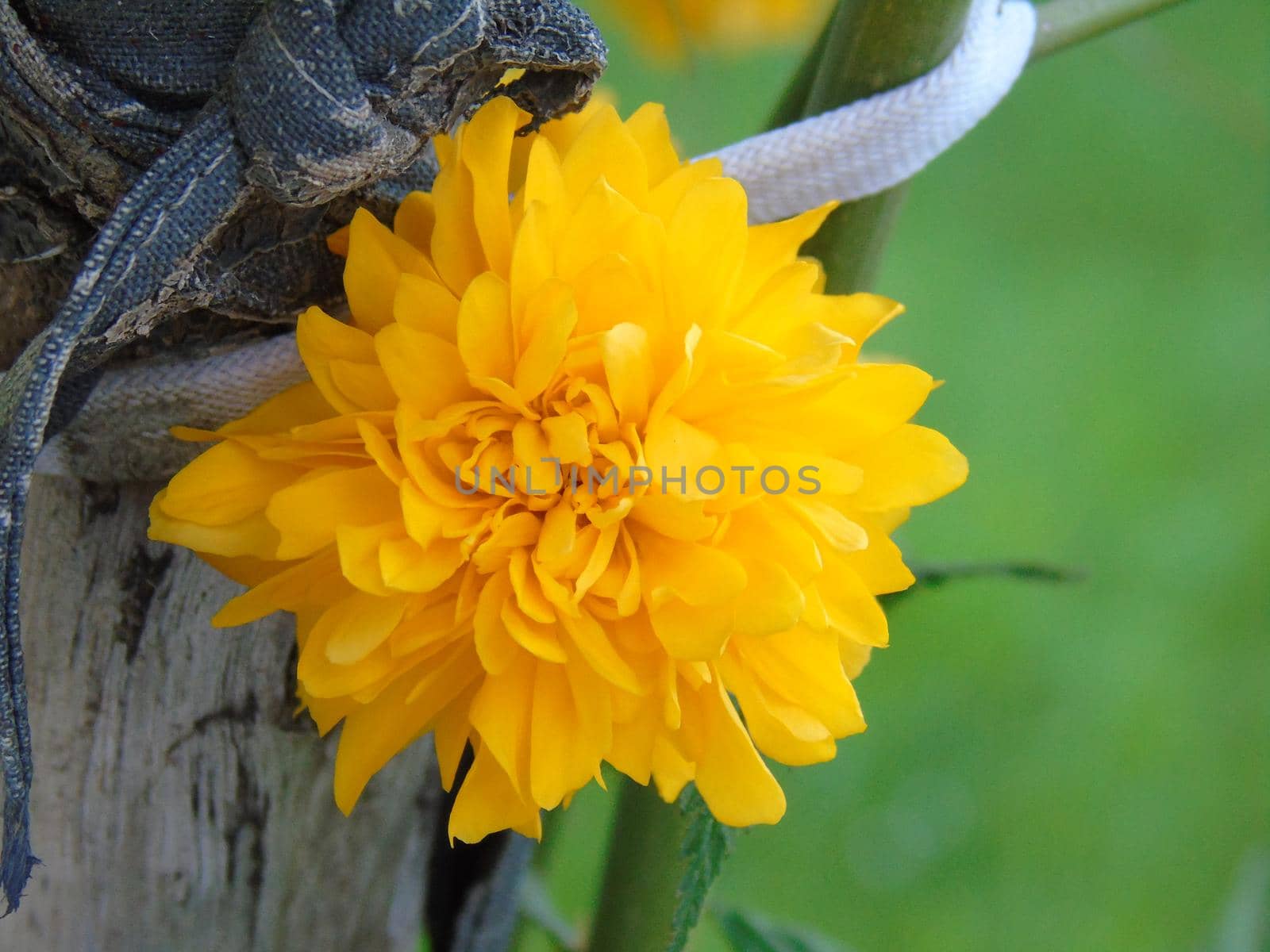 Beautiful floral spring abstract background of nature. Branches of blossoming apricot macro with soft focus on gentle light blue sky background.