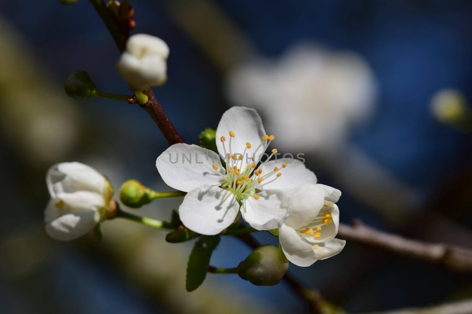 Close-up of the first white blossoms on a tree branche in spring