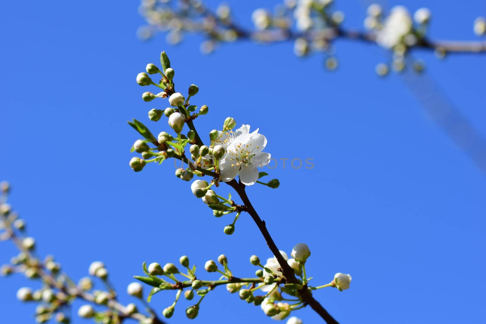 Close-up of the first white blossoms on a tree branche in spring against a blue sky