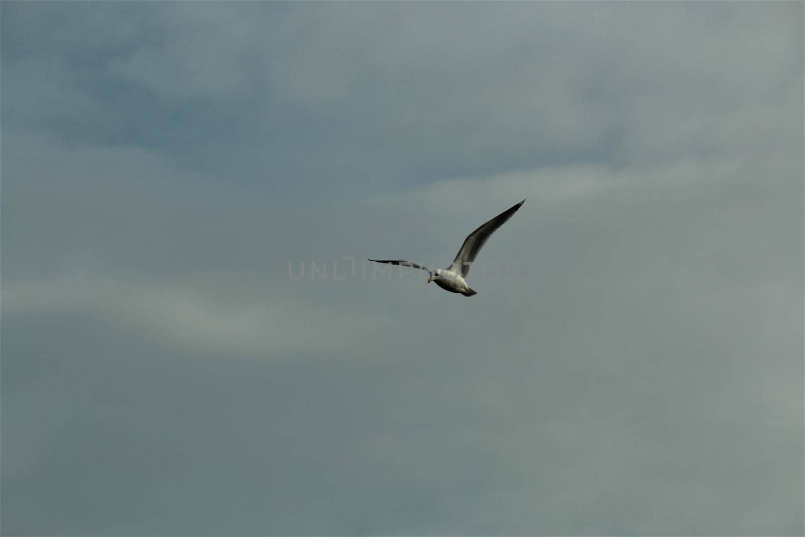 A seagull in flight aginst a cloudy sky