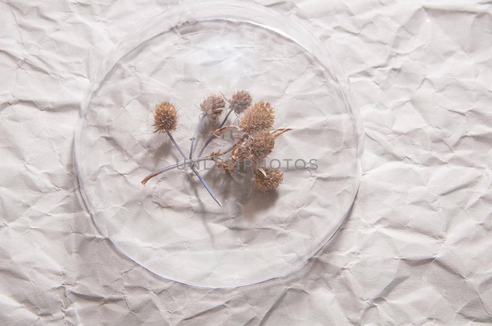 wild flower thistle under a glass dome on gray rumpled background