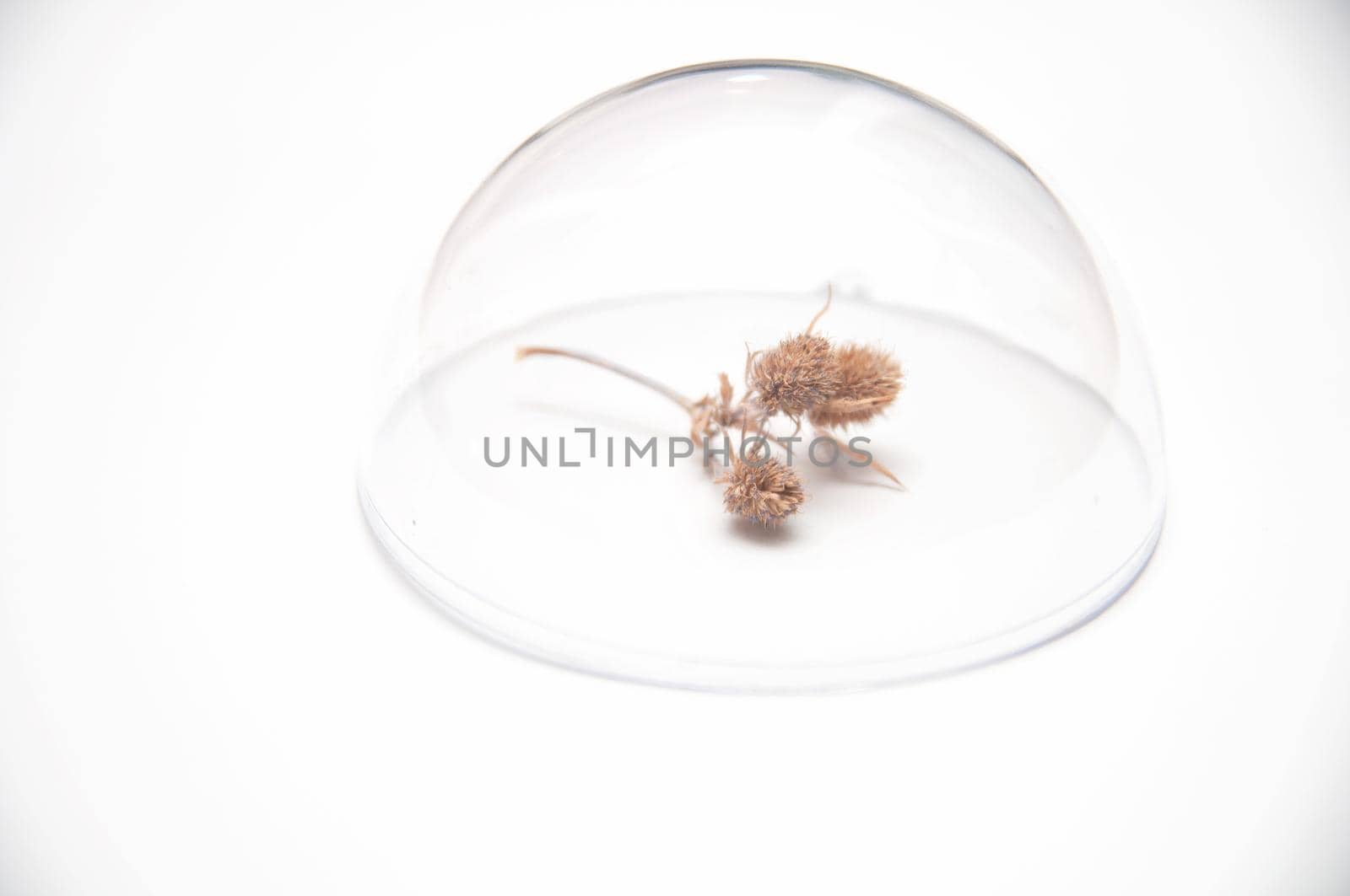 wild flower thistle under a glass dome on a white background, minimalism style