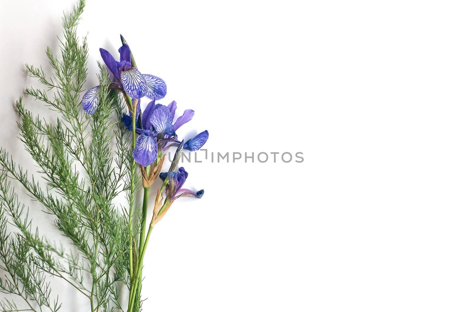 bouquet of wild purple iris flowers on a white paper background