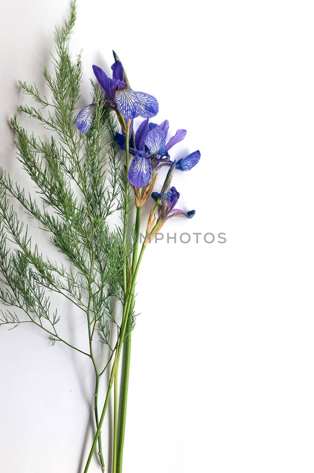 bouquet of wild purple iris flowers on a white paper by ozornina