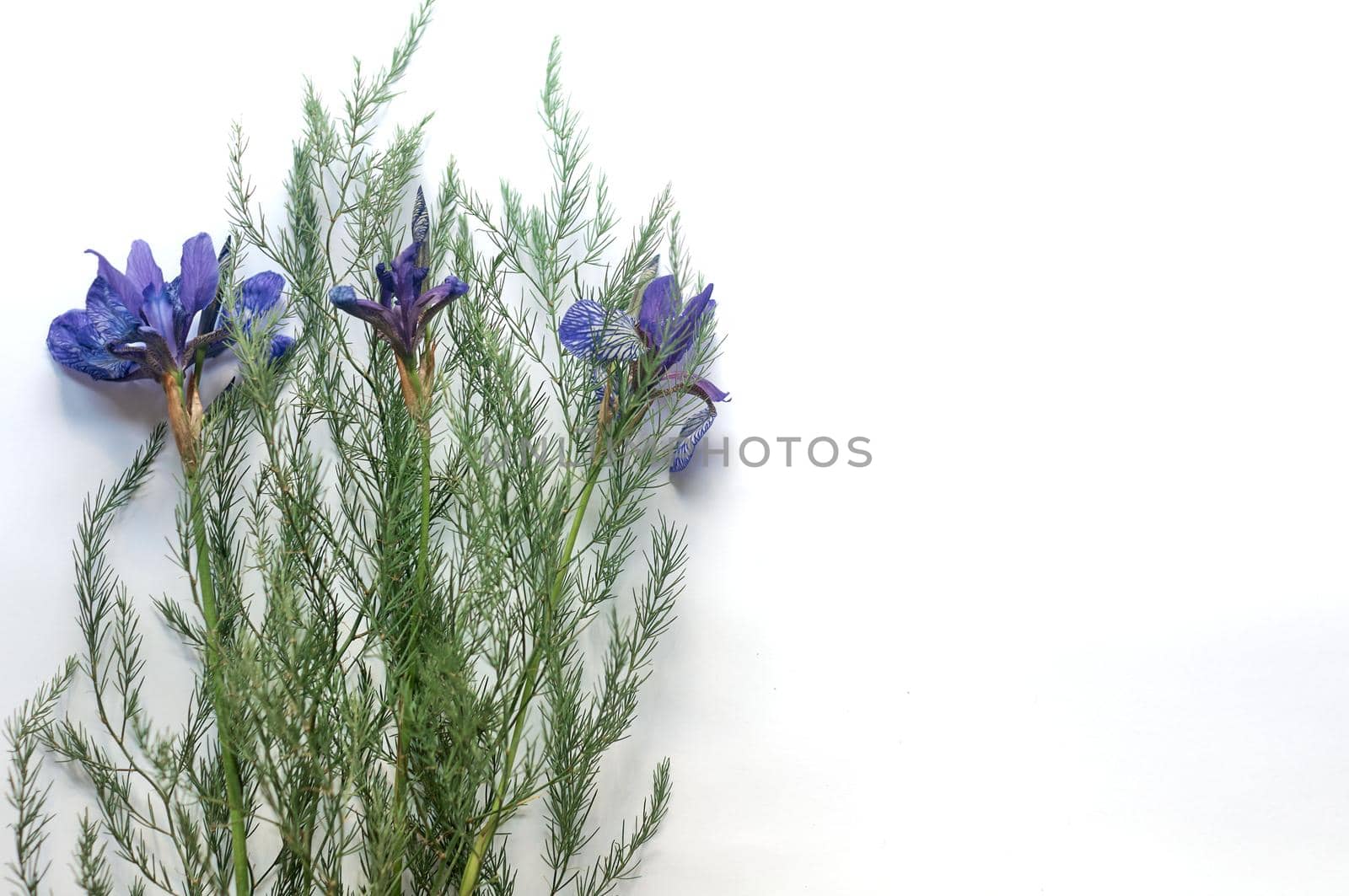 bouquet of wild purple iris flowers on a white paper background