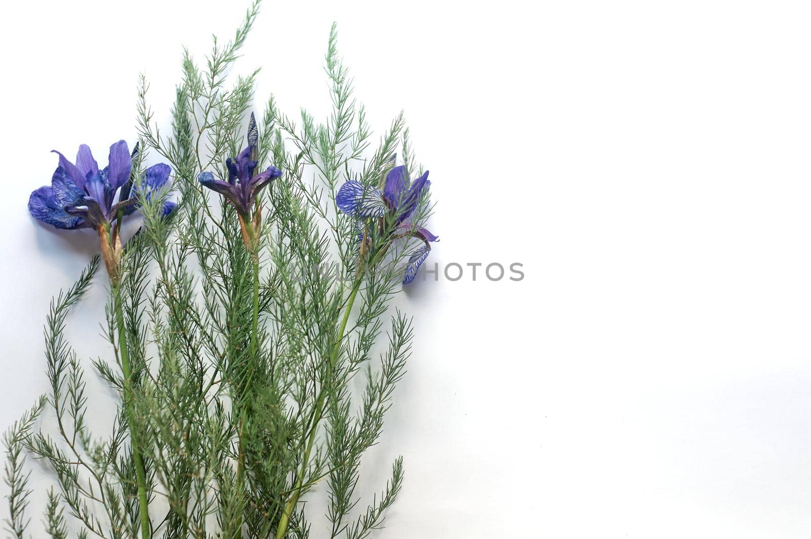 bouquet of wild purple iris flowers on a white paper by ozornina