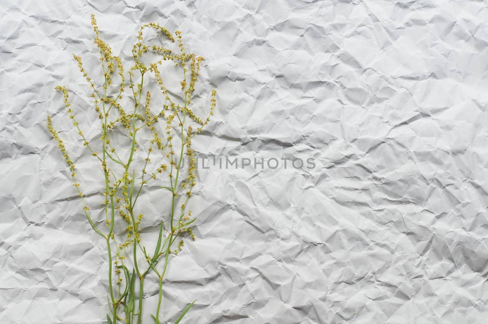 background of crumpled craft paper with dry flower in minimalism style