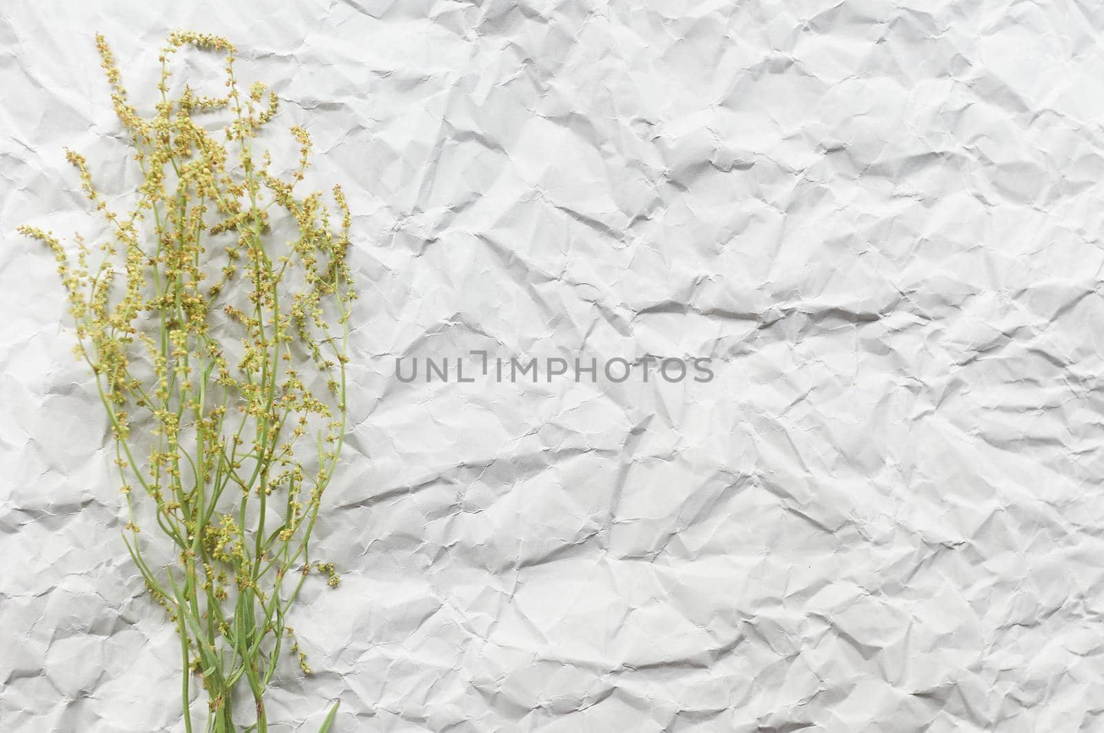 background of crumpled craft paper with dry flower by ozornina