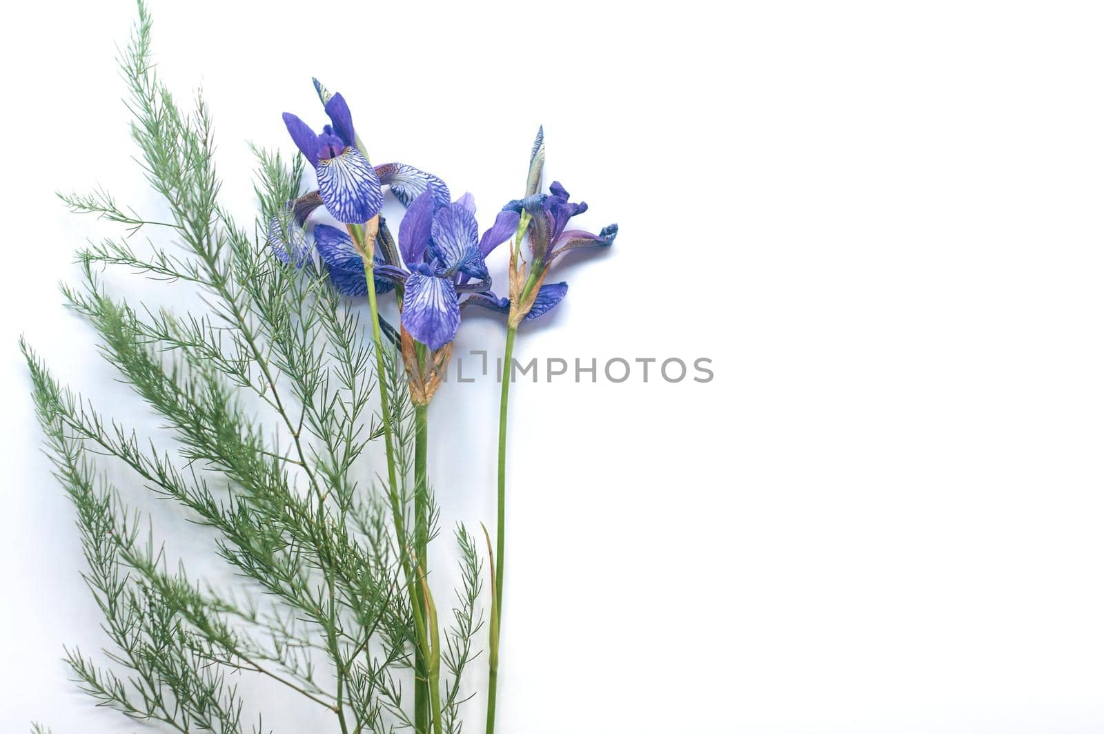 bouquet of wild purple iris flowers on a white paper background