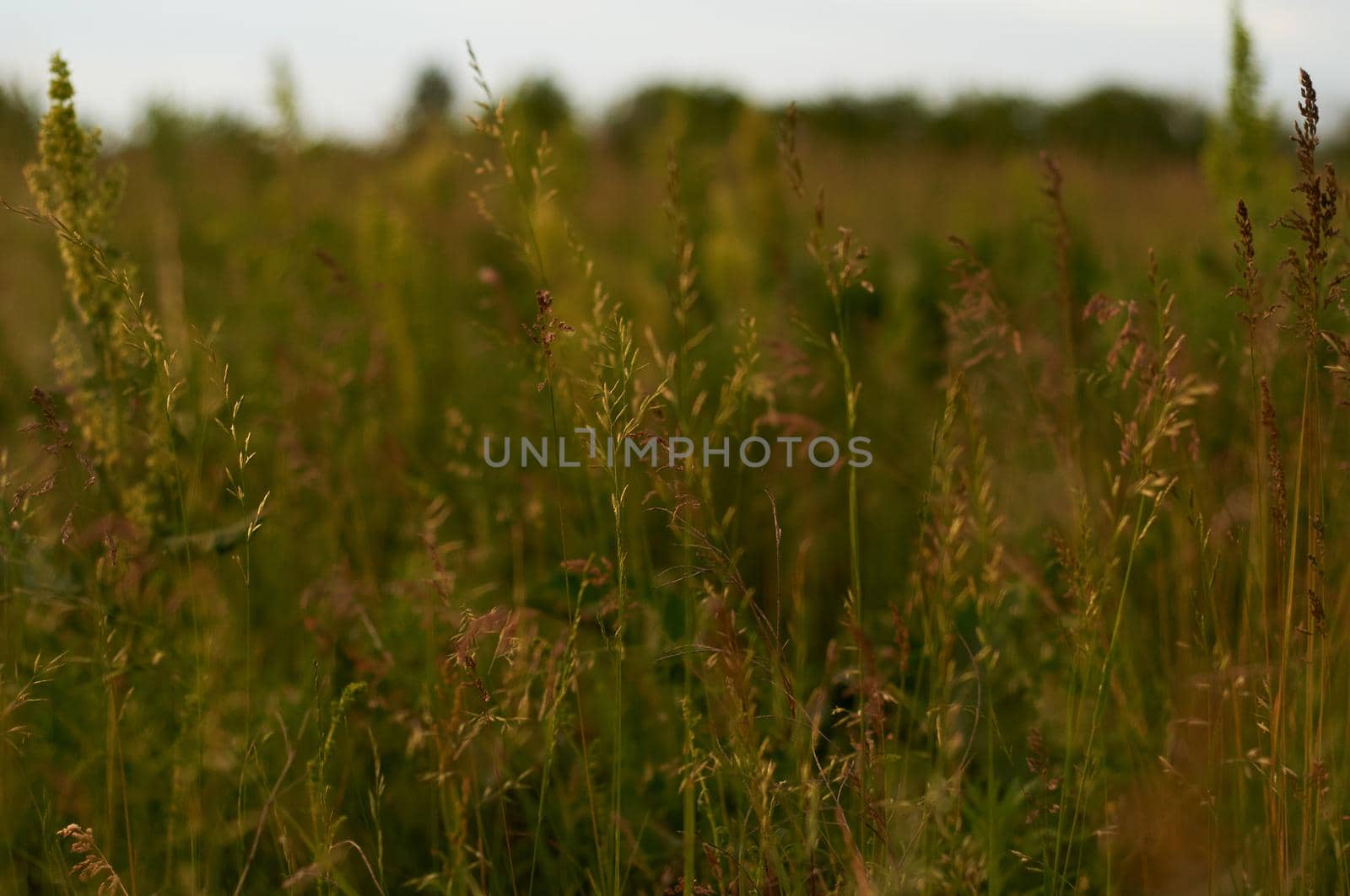 field with lush green grass and wild plants and sunset by ozornina