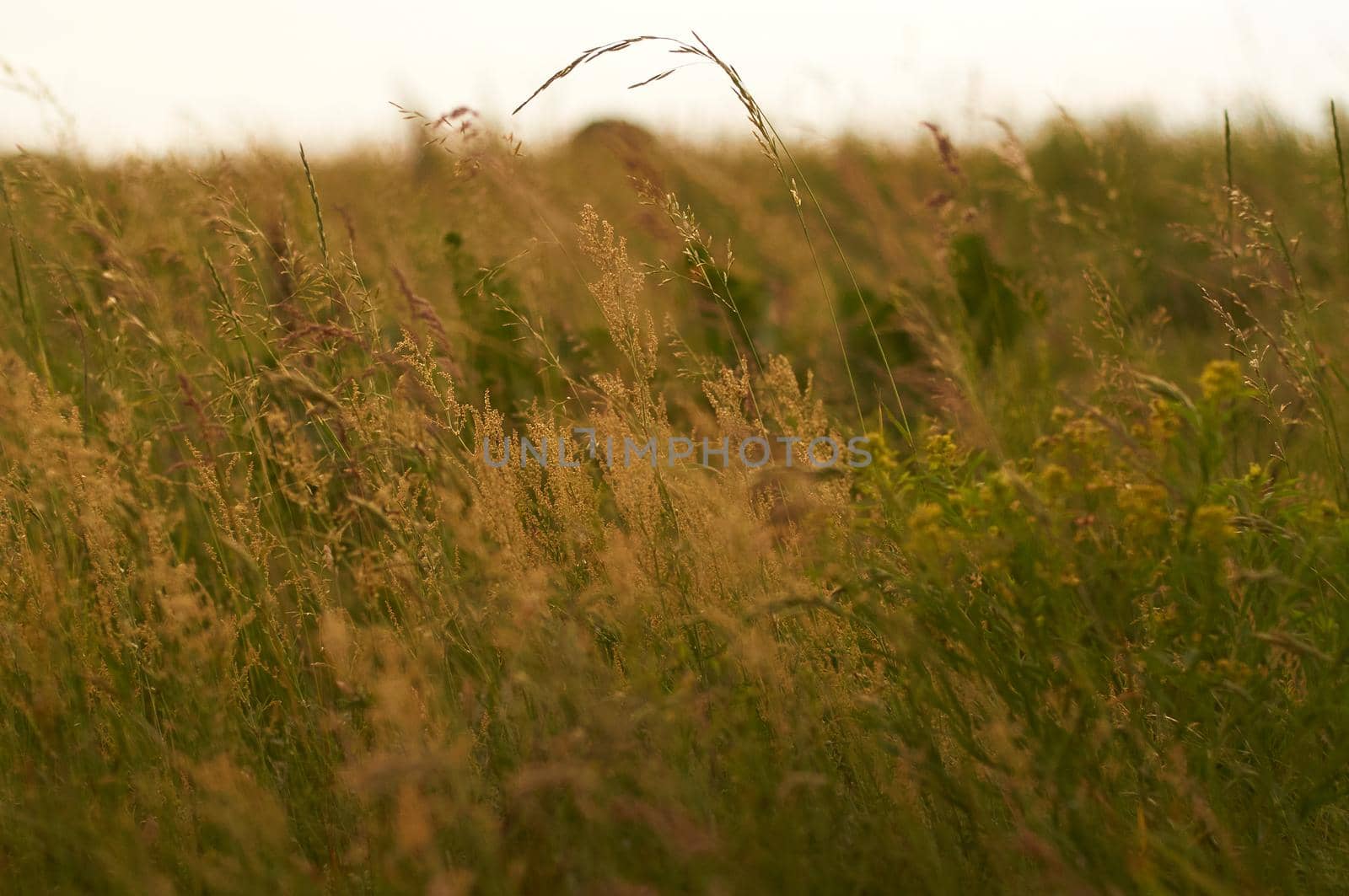 field with lush green grass and wild plants and sunset by ozornina