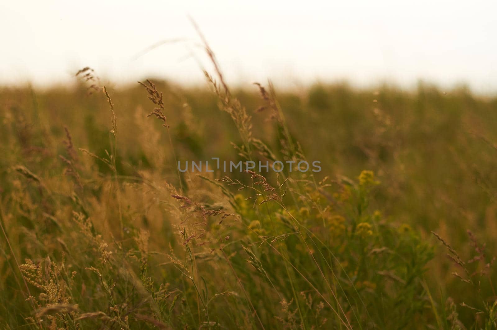 field with lush green grass and wild plants and sunset by ozornina