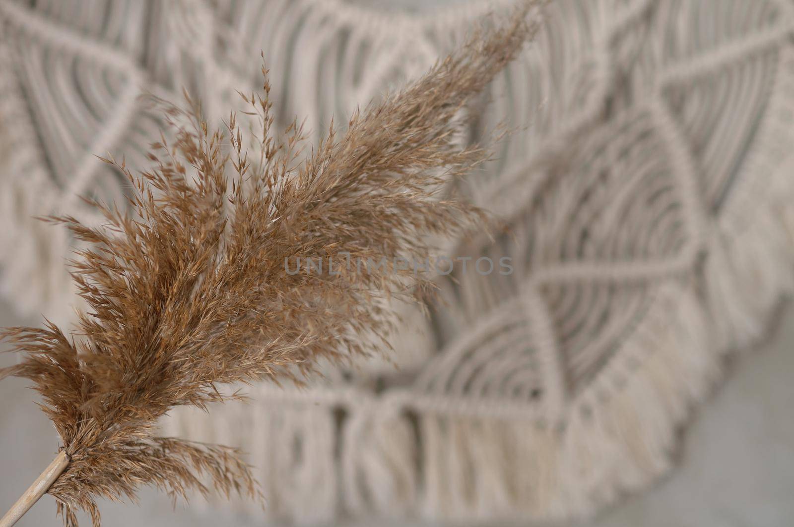 reed plant against a white brick wall background out of focus